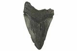 Partial Fossil Megalodon Tooth - South Carolina #295389-1